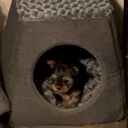 "Girl" Yorkshire Terrier Puppies from Becky Harriman's Yorkshire Terriers