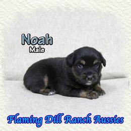 Noah - Black tri male Miniature Australian Shepherd puppy in Forestburg, Texas from Flaming Dill Ranch Aussies