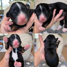 Isabella - Tri-color female Bernedoodle puppy in Yuciapa, California from AlltheDoodlez_