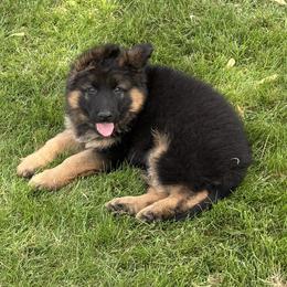 Blue Collar long hair coat male - Black and red male German Shepherd puppy in Galt, California from At Redwood Runs