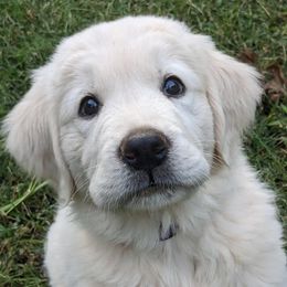 Golden Retrievers from Golden Heart Creams