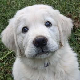 Golden Retrievers from Golden Heart Creams
