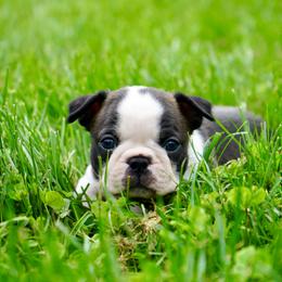 Boston Terrier Puppies from Piper Hill Bostons