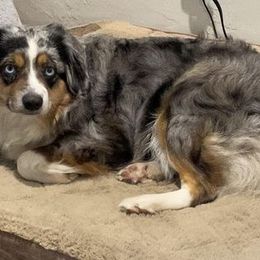 Maisie - Miniature Australian Shepherd