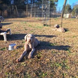 Boy 4 - Gray male Weimaraner puppy in Toccoa, Georgia from Colfaidar Weimaraners