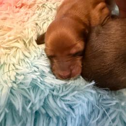 Sandy - Red female Dachshund puppy in Madisonville, Texas from Little B’s Dachshund Farm