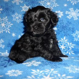 Miniature Schnauzer Puppies from Bar Diamond