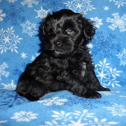 Miniature Schnauzer Puppies from Bar Diamond