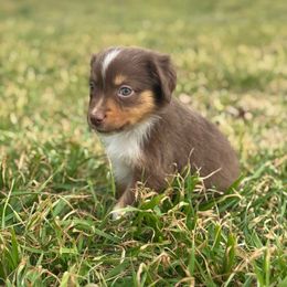 Khloe - Red tri Miniature Australian Shepherd puppy in Azle, Texas from Weston Family Farms