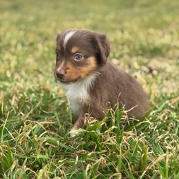 Khloe - Red tri Miniature Australian Shepherd puppy in Azle, Texas from Weston Family Farms