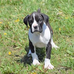 Boxer Puppies from Keims Royal Boxers