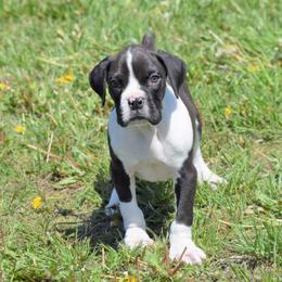 Boxer Puppies from Keims Royal Boxers