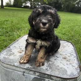Brian - Black and tan male Schnoodle puppy in Warrensburg, Missouri from Dreamer Ridge Puppies