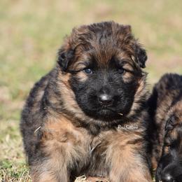Charleigh - Sable female German Shepherd puppy in Morrilton, Arkansas from Rock Bottom Ranch