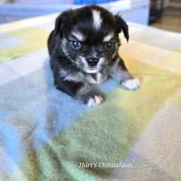 Chihuahua Puppies from Hart's Chihuahuas