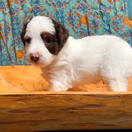 Romance (white) - Red tri-color male Aussiedoodle puppy in Watertown, Wisconsin from Little Bear Paws Aussiedoodles