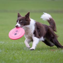 Kimber - Border Collie