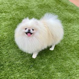 Marcel - White male Pomeranian puppy in Hot Springs, Arkansas from Pomeranian Empire