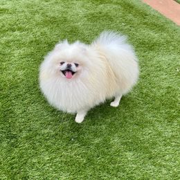 Marcel - White male Pomeranian puppy in Hot Springs, Arkansas from Pomeranian Empire