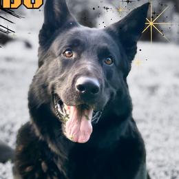 Rambo - German Shepherd
