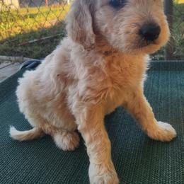 Silver collar - Cream male Companion Cross puppy in Richmond, Missouri from Natalie's Happy Fur Paw's