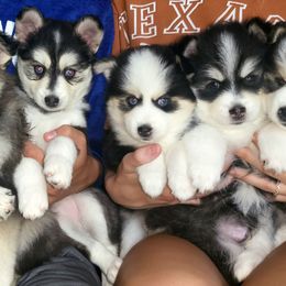 Pomsky Puppies from Shoreline Pomskies