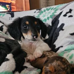 Helga - Dachshund