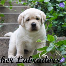 Labrador Retriever Puppies from Günther Labradors