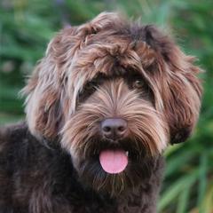 Hershey - Australian Labradoodle
