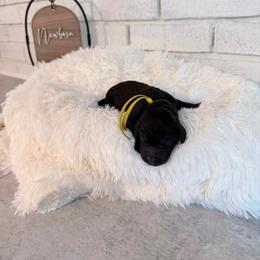 Slinky - Black male Labradoodle puppy in Bryantown, Maryland from Doodles on Duty