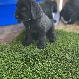 Assorted Doodle Crosses Puppies from Golden Mountain Doodles