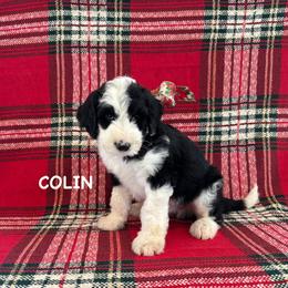 Colin - Black and white male Sheepadoodle puppy in Blackfoot, Idaho from Son of a Poodle Sheepadoodles