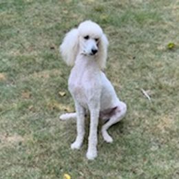 Poodles from Wright Standards