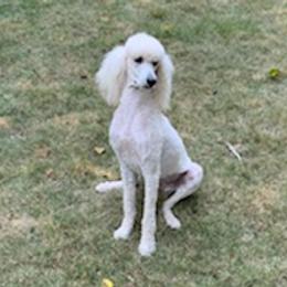 Poodles from Wright Standards