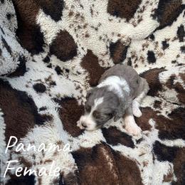 Panama - Blue merle female Aussiedoodle puppy in Cleveland, Tennessee from C&S Kennels