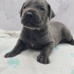 Grace - Blue female Great Dane puppy in Kannapolis, North Carolina from Carolina Great Danes & Toy Poodles