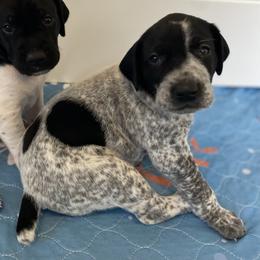 Gypsy - Black and white female German Shorthaired Pointer puppy in Hot Springs, Virginia from Thunder Mountain Gun Dogs