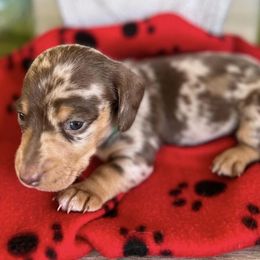 Dachshunds from Rose’s Dachshunds