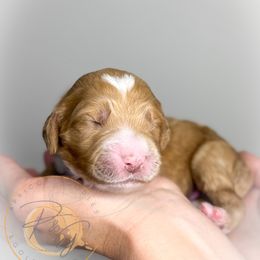 Miss Scarlett (red collar female) - Apricot female Goldendoodle puppy in Murrieta, California from Apricot Poodles & Goldendoodles, LLC