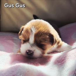 Gus Gus - Black male Lhasa Apso puppy in Jefferson, New York from Absolute Lhasa Love