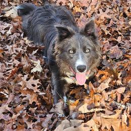 Tucker - Border Collie