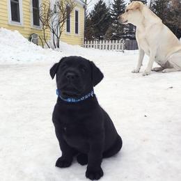 Labrador Retrievers from Stacey Noble