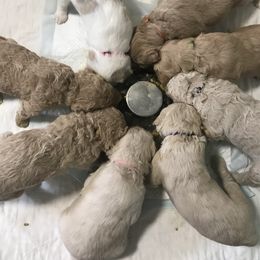 Goldendoodle, Schnoodle, and Sheepadoodle Puppies from Dood Ranch