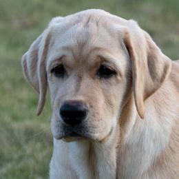 Labrador Retrievers from Otter Labradors