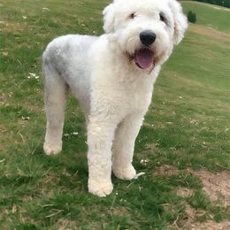 Oliver - Old English Sheepdog