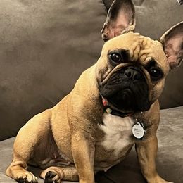 French Bulldogs from Newbrook