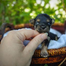 Companion Cross, Havanese, Mal-Shi, Maltese, Maltipoo, Morkie, and Shih Tzu Puppies from Seeking Shalom Acres Maltese, Maltipoos & Havamalts