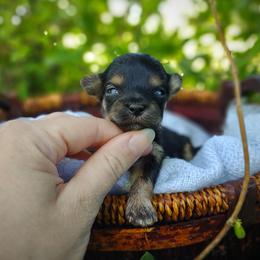 Companion Cross, Havanese, Mal-Shi, Maltese, Maltipoo, Morkie, and Shih Tzu Puppies from Seeking Shalom Acres Maltese, Maltipoos & Havamalts