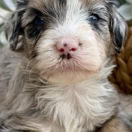 Agnes - Merle female Bernedoodle puppy in Peterstown, West Virginia from To Love A Doodle