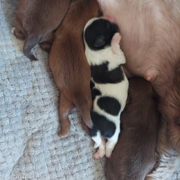 Shih Tzu Puppies from N.F.S.T Imperial ShihTzu Puppies.